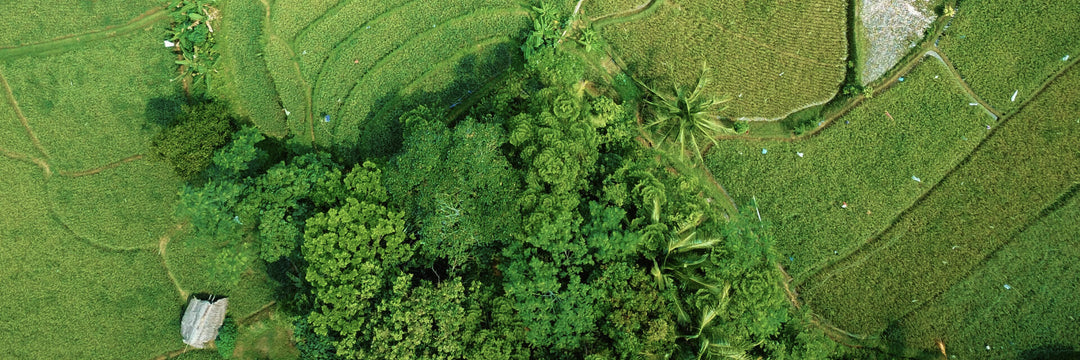 Mehr Grün = besseres Wohlbefinden